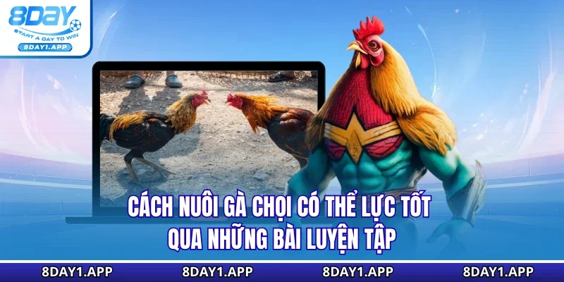 Cách nuôi gà chọi có thể lực tốt qua những bài luyện tập