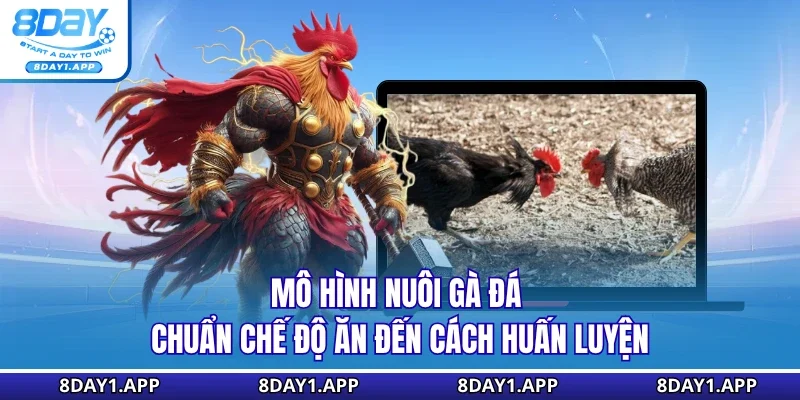 Mô hình nuôi gà đá